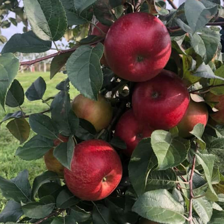 Pommes rouges brillantes récoltées à la ferme Lapointe